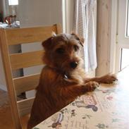 Norfolk terrier bØlle