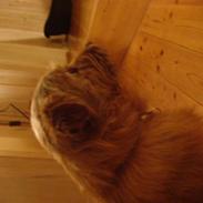 Norfolk terrier bØlle