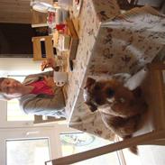 Norfolk terrier bØlle