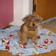 Norfolk terrier bØlle