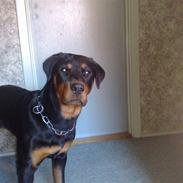 Rottweiler Elmediges Molly