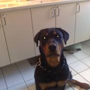 Rottweiler Elmediges Molly
