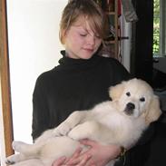 Golden retriever Vega