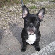 Fransk bulldog ludvig