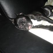 Fransk bulldog ludvig