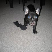 Fransk bulldog ludvig