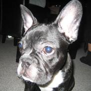 Fransk bulldog ludvig