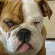 Engelsk bulldog Buller