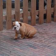 Engelsk bulldog Buller