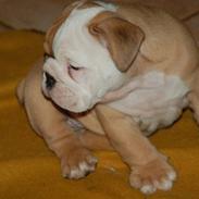 Engelsk bulldog Buller