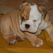 Engelsk bulldog Buller