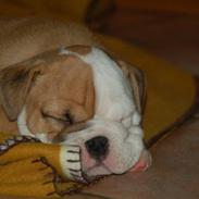 Engelsk bulldog Buller