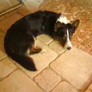 Welsh corgi cardigan Lærkegårdens Mass