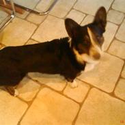 Welsh corgi cardigan Lærkegårdens Mass
