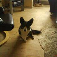 Welsh corgi cardigan Lærkegårdens Mass