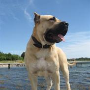 Dogo canario Nello