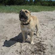 Dogo canario Nello