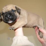 Dogo canario Nello
