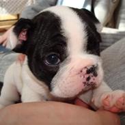 Fransk bulldog Ronja (Bellis) *død*