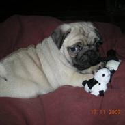 Mops Alfred *RIP* 26-3-2008 --