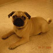 Mops Alfred *RIP* 26-3-2008 --