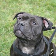 Staffordshire bull terrier Gucci