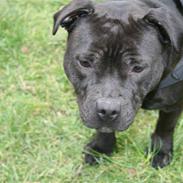Staffordshire bull terrier Gucci