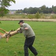 Malinois pote malin aero(fedtmule)