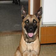 Malinois pote malin aero(fedtmule)