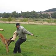 Malinois pote malin aero(fedtmule)