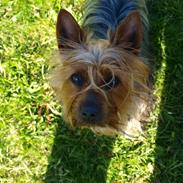 Australian silky terrier BombixMoren Akvamariiini