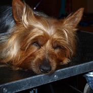 Australian silky terrier BombixMoren Akvamariiini