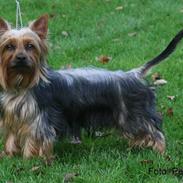 Australian silky terrier BombixMoren Akvamariiini