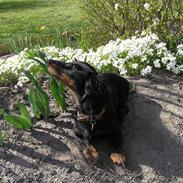Dværggravhund Ninja