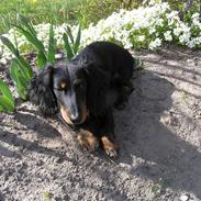 Dværggravhund Ninja