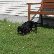 Dværggravhund Ninja