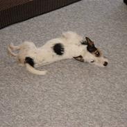 Jack russell terrier Tikka