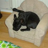 Fransk bulldog Buster