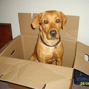 Labrador retriever Dina