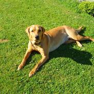 Labrador retriever Dina