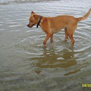 Labrador retriever Dina