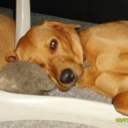 Labrador retriever Dina