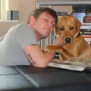 Labrador retriever Dina