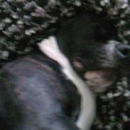 Amerikansk staffordshire terrier tito