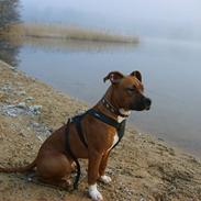 Amerikansk staffordshire terrier Walter