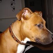 Amerikansk staffordshire terrier Walter