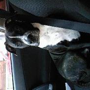 Amerikansk staffordshire terrier tito