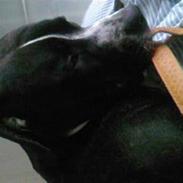 Amerikansk staffordshire terrier tito