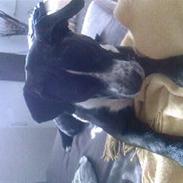 Amerikansk staffordshire terrier tito