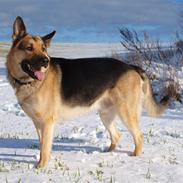 Schæferhund Bjørndahl Mester HIMMELHUND